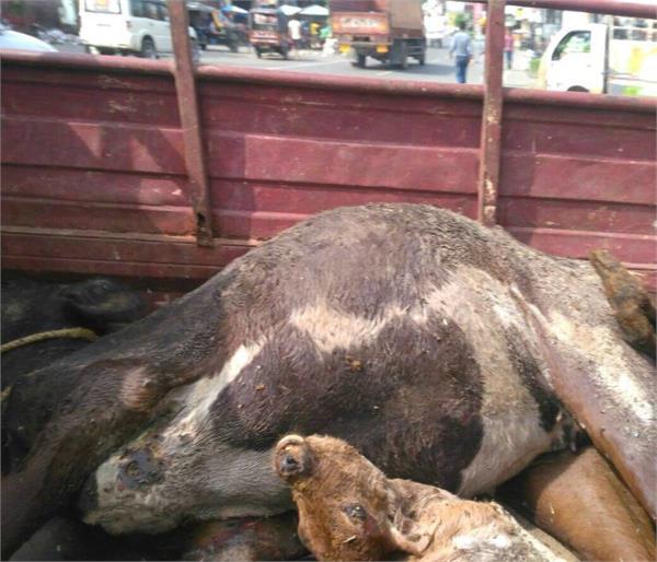 2 calves died in gaushala