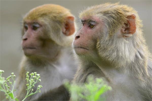 monkey and snake inside the delhi assembly