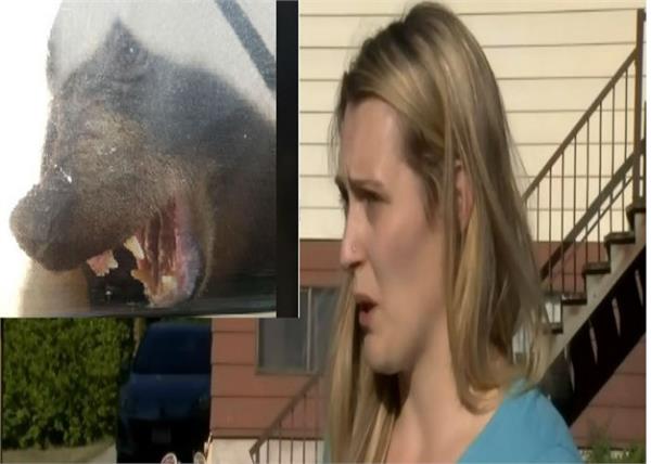 aggressive bear follows 2 year old girl into b c home