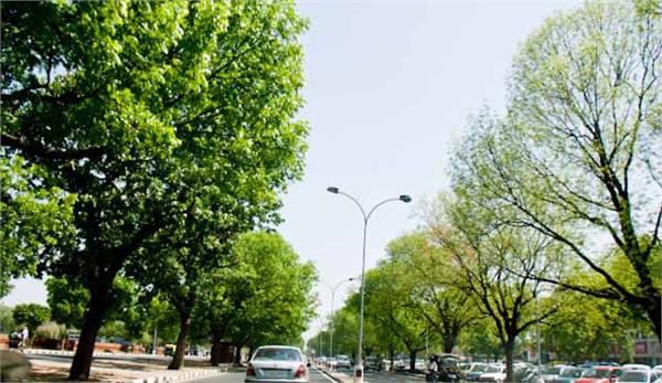 tree trimming in mohali