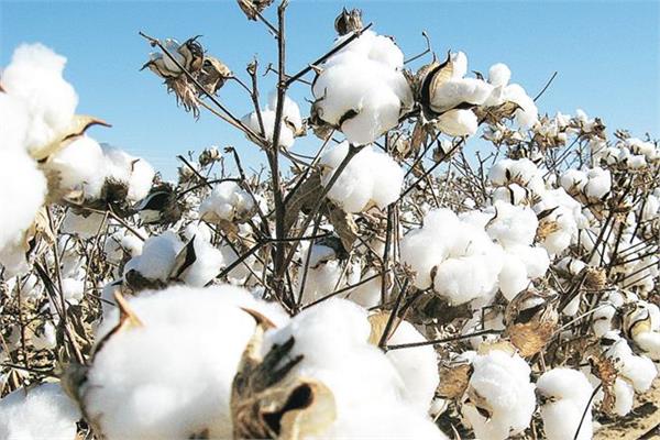 possible possibility of new cotton arrival in northern states