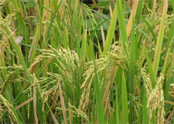 playing of kharif crops less than 5 77 lakh hectare less