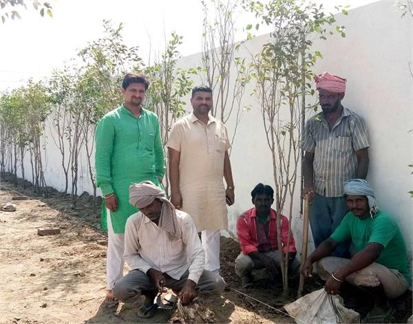 trees planted for environmental protection