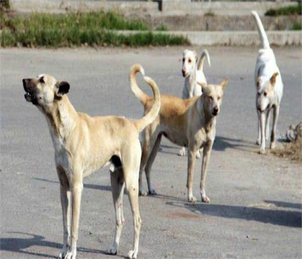 stray dog