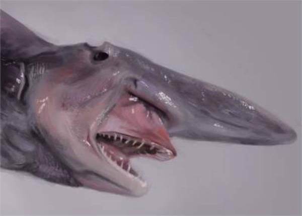 scientists found billions year old shark