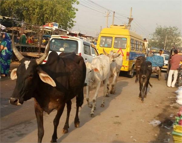 animals  rupnagar  villages