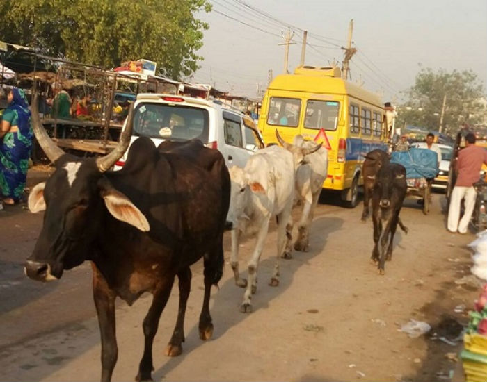 ਰੂਪਨਗਰ ''ਚ ਅਵਾਰਾਂ ਪਸ਼ੂਆਂ ਦੀ ਭਰਮਾਰ