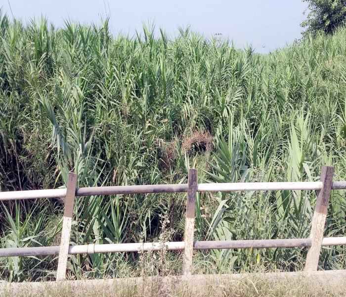 ਨਹੀਂ ਹੋਈ ਚੋਅ ਦੀ ਸਫਾਈ, ਕਿਵੇਂ ਹੋਵੇਗਾ ਹੜ੍ਹ ਦੇ ਪਾਣੀ ਦਾ ਨਿਕਾਸ