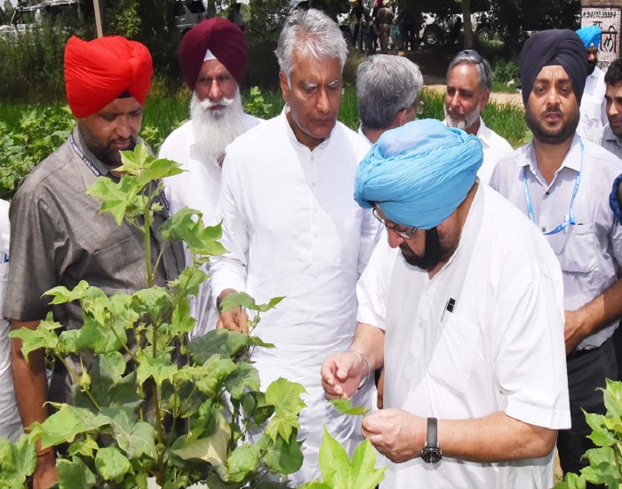 ਕੈਪਟਨ ਨੇ ਚਿੱਟੀ ਮੱਖੀ ਦੇ ਹਮਲੇ ਨਾਲ ਨੁਕਸਾਨੀਆਂ ਫਸਲਾਂ ਦਾ ਲਿਆ ਜਾਇਜ਼ਾ, ਦਿੱਤੇ ਇਹ ਹੁਕਮ