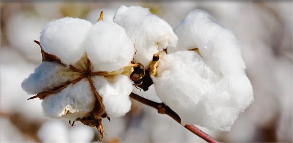 cotton cultivation farmer harassment  know why