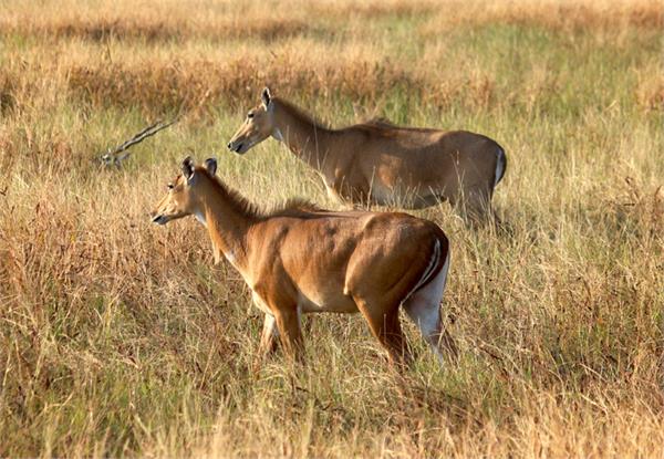 from today hunting starts in punjab