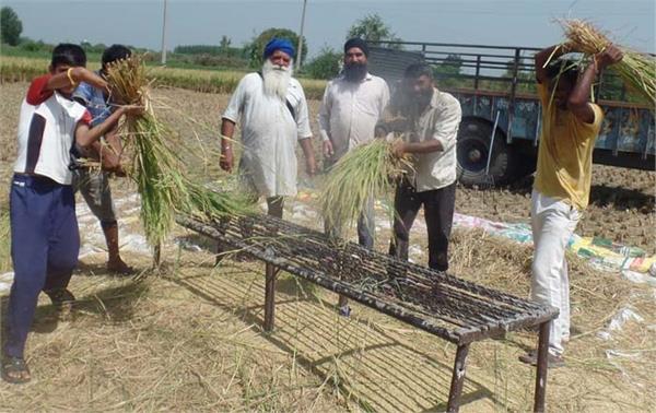 demand for rs 3509 per quintal for farmers basmati