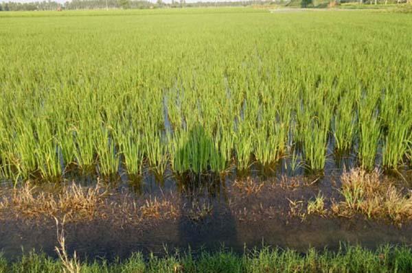 due to lack of rain water  500 sq ft  of sokkanwala sank