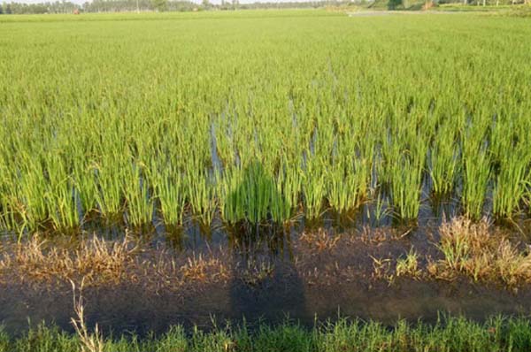 ਮੀਂਹ ਦੇ ਪਾਣੀ ਦੀ ਨਿਕਾਸੀ ਨਾ ਹੋਣ ਕਾਰਨ ਸੁੱਖਣਵਾਲਾ ਦਾ 500 ਏਕੜ ਝੋਨਾ ਡੁੱਬਿਆ