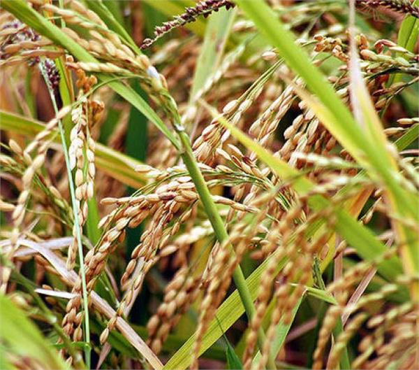 reduced production might kharif crops