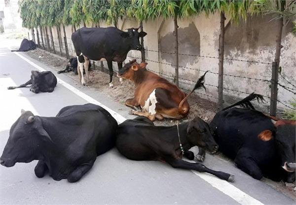 cattle department on backfoot in raising cows