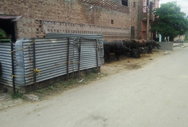 dairy farm open in residential colonies  the residents of mohalla troubled