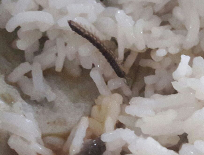 ਪੀ. ਯੂ. ਦੇ ਹੋਸਟਲ-5 ਦੀ ਮੈੱਸ ਦੇ ਦੁਪਹਿਰ ਦੇ ਖਾਣੇ ''ਚੋਂ ਨਿਕਲਿਆ ਕੀੜਾ