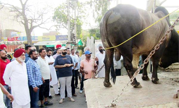 animal problem solve soon