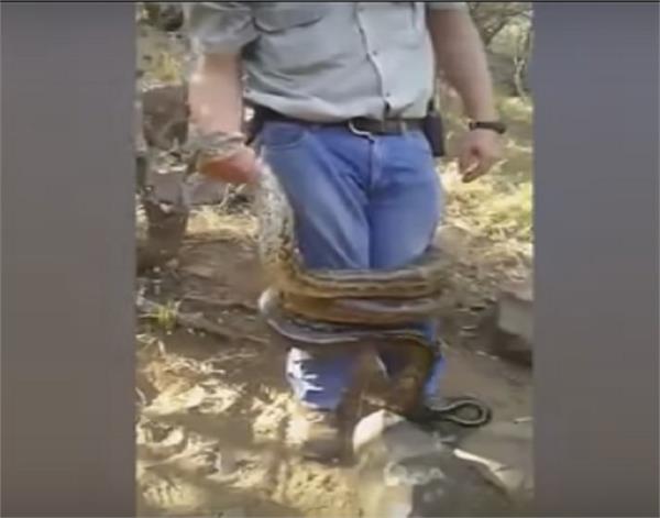 dragon snake catcher video