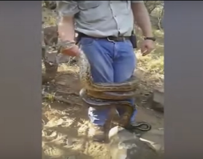 ਅਜਗਰ ਨੂੰ ਫੜਨ ਗਿਆ ਸੀ ਸਨੇਕ ਕੈਚਰ ਪਰ ਆਪਣੀ ਹੀ ਜਾਨ ''ਤੇ ਬਣ ਆਈ (ਵੀਡੀਓ)