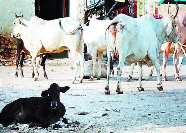 for surviving animals  including a woman  3 lives