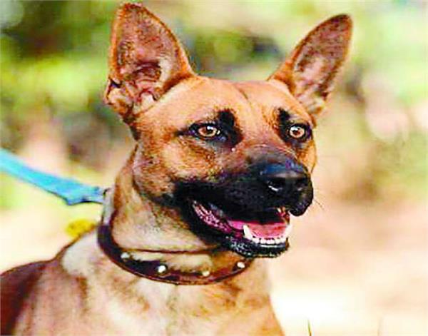 dogs  government  compound