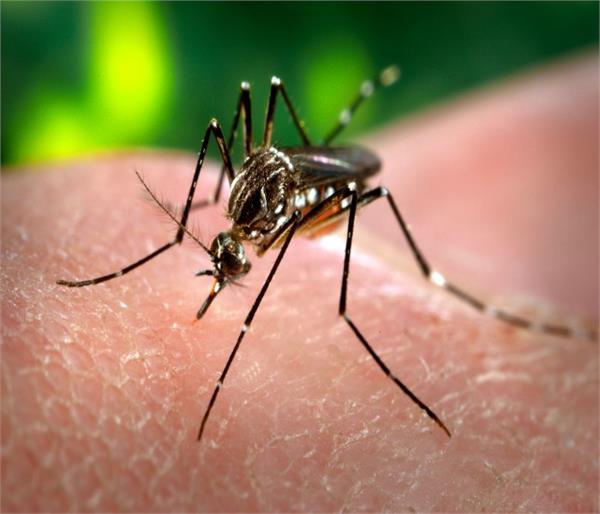 dengue patients in kapurthala civil hospital