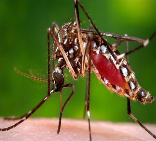 dengue