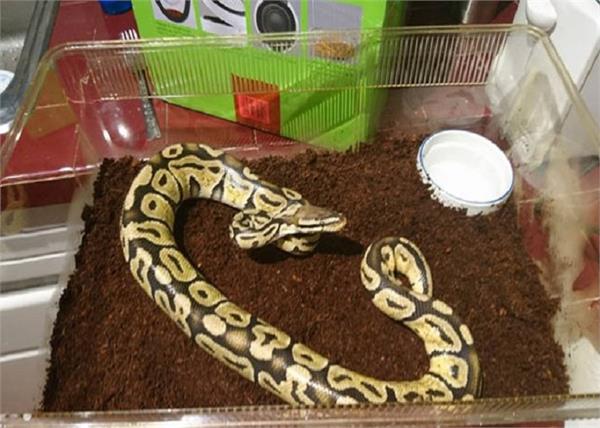 people kill him when a snake arrives at home but this person did something 