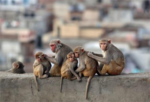 monkeys problem in ut