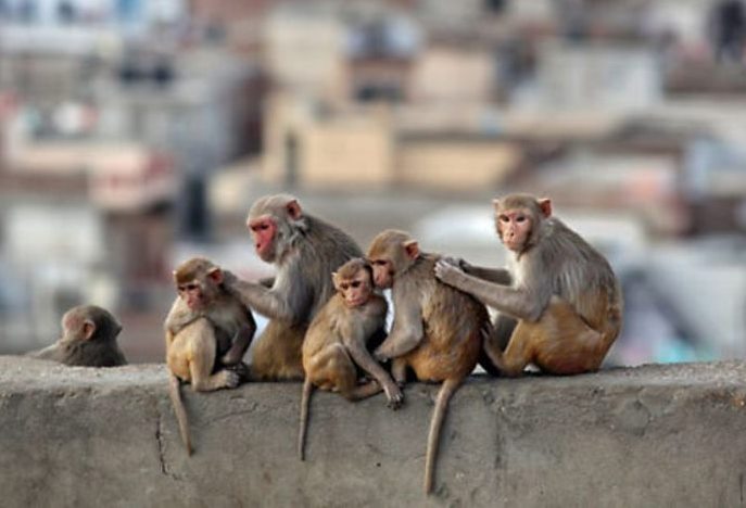 ਚੰਡੀਗੜ੍ਹ ਪ੍ਰਸ਼ਾਸਨ ਦਾ ਹਾਈਕੋਰਟ ਨੂੰ ਜਵਾਬ, ''''ਬਾਂਦਰਾਂ ਦੇ ਆਤੰਕ ਲਈ ਖੁਦ ਨਾਗਰਿਕ ਜ਼ਿੰਮੇਵਾਰ''''