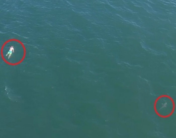 ...ਜਦੋਂ ਗ੍ਰਿਫਤਾਰੀ ਤੋਂ ਬਚਣ ਲਈ ਦੋਸ਼ੀ ਨੇ ਸਮੁੰਦਰ ''ਚ ਮਾਰੀ ਛਾਲ