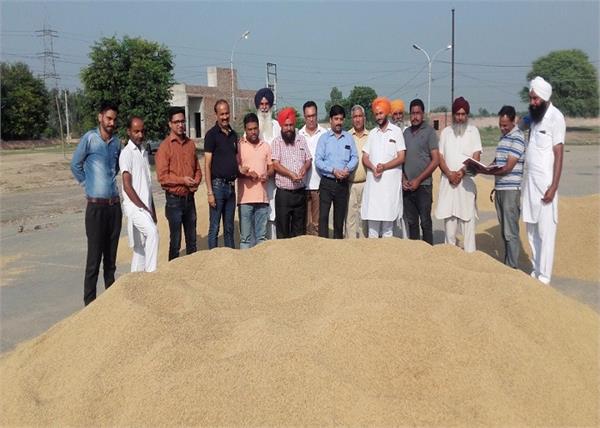 purchase of paddy at sadiq mandi at the rate of rs 1572 per quintal