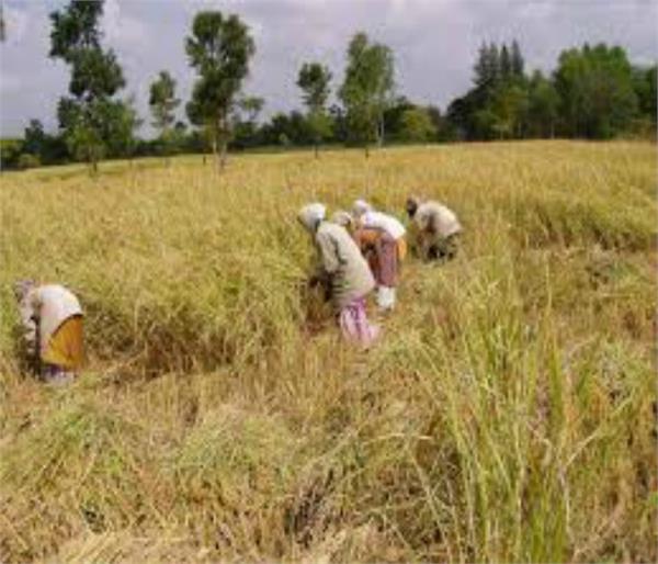 paddy harvesting