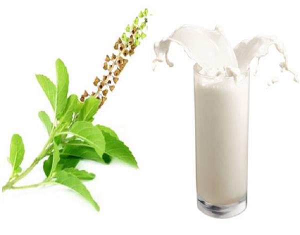 an empty stomach with tulsi leaves on the body with milk gives several benefits