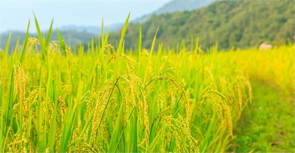 paddy procurement in punjab read monday s special news 