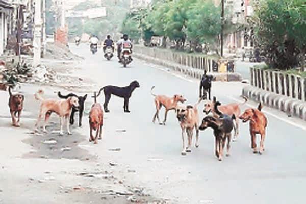 awakening dogs people harassment