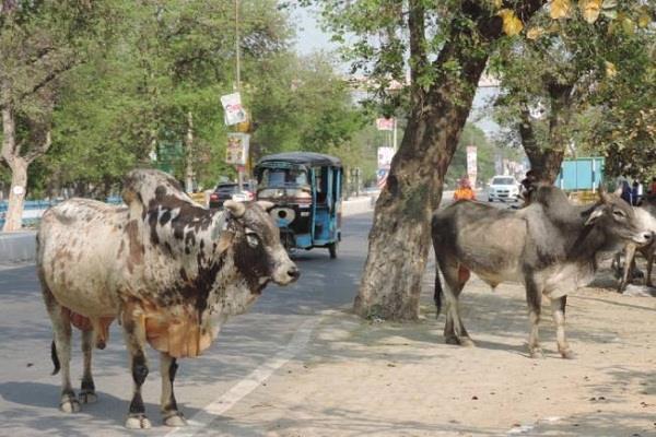 road accidents happen due to stray cattle on roads