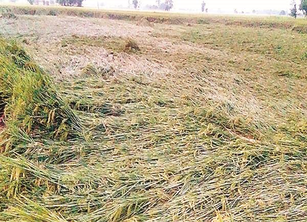 sutlej rains continue  hundreds of farmers