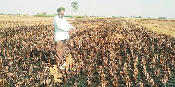 the progressive farmer  s farm  the problem
