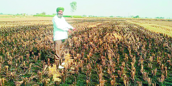 ਅਗਾਂਹਵਧੂ ਕਿਸਾਨ ਦੇ ਖੇਤ ’ਚ ਪਰਾਲੀ ਨੂੰ ਅੱਗ ਲਾਉਣ ਦਾ ਮਸਲਾ ਪੁੱਜਾ ਥਾਣੇ