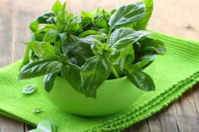 ਤੁਲਸੀ ਦੇ ਪੱਤਿਆਂ ਦੀ ਵਰਤੋ ਨਾਲ ਸਰੀਰ ਨੂੰ ਹੁੰਦੇ ਹਨ ਕਈ ਫਾਇਦੇ