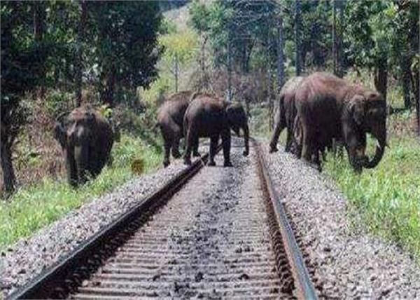 rajaji national park to prevent rail accidents  beeswax