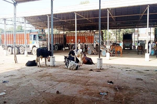 market committee  paddy  government purchase 