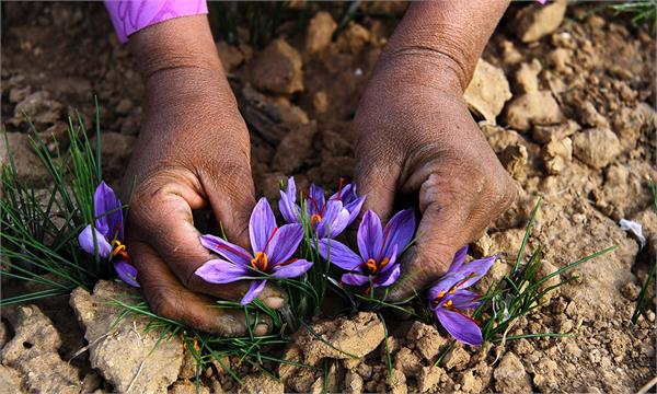 kashmiri farmers are expecting a bumper of saffron crop