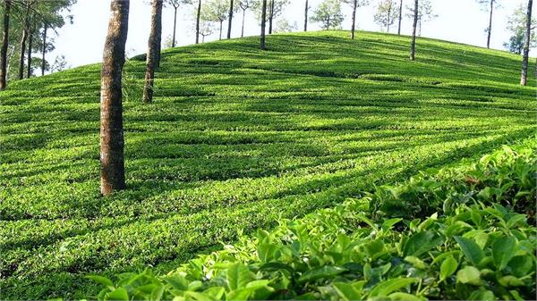 tea industry
