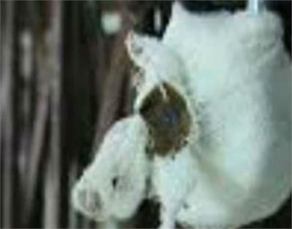amritsar health department seal 2 factories