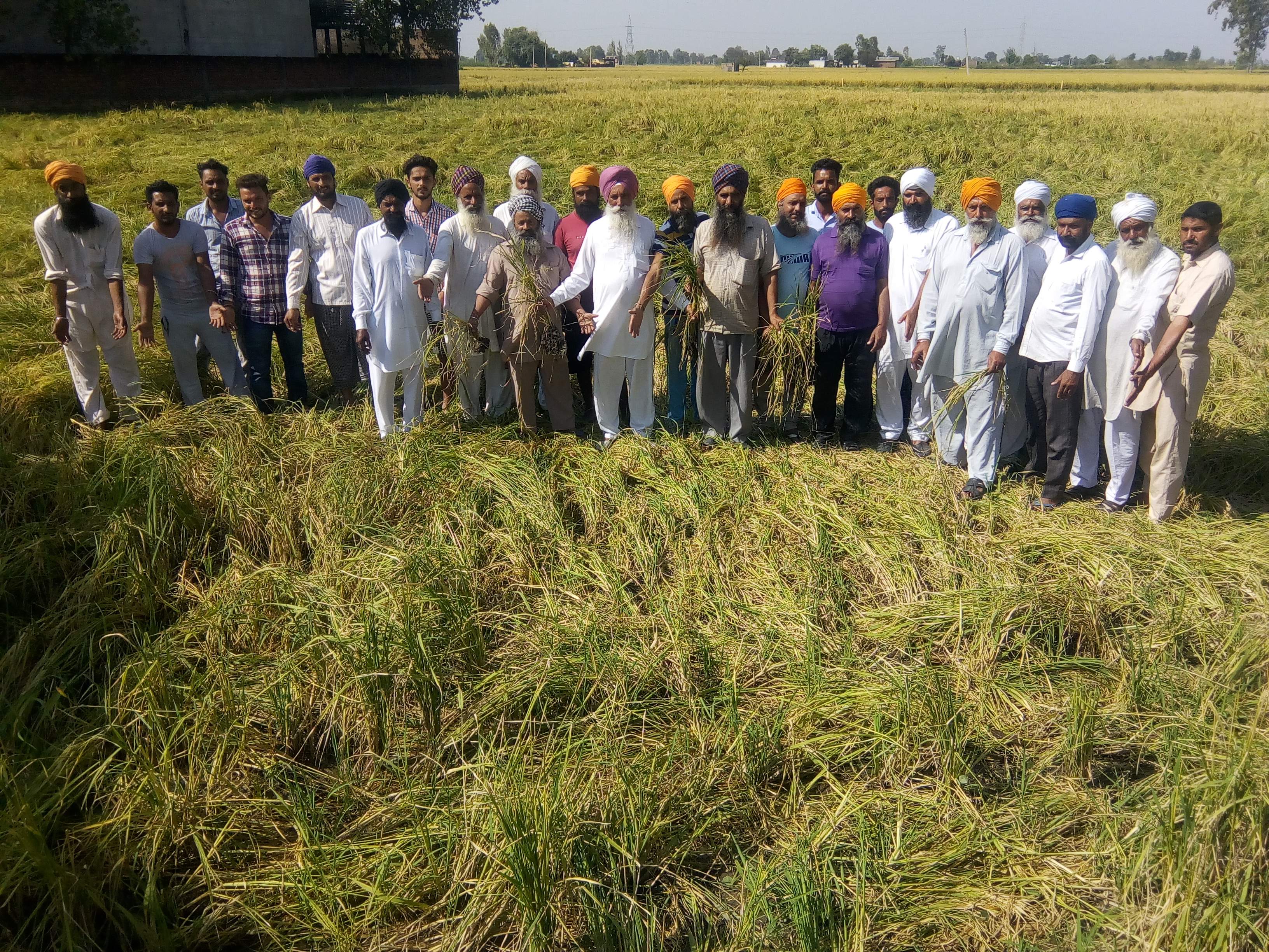 ਗੜ੍ਹੇਮਾਰੀ ਕਾਰਨ ਬਲਾਕ ਖਡੂਰ ਸਾਹਿਬ ਦੇ ਵੱਖ-ਵੱਖ ਪਿੰਡਾਂ ਦੇ ਕਿਸਾਨਾਂ ਦੀ ਇਕ ਹਜ਼ਾਰ ਏਕੜ ਝੋਨੇ ਦੀ ਫਸਲ ਹੋਈ ਬਰਬਾਦ