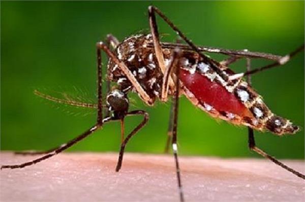 people suffer dengue without a headache and fever